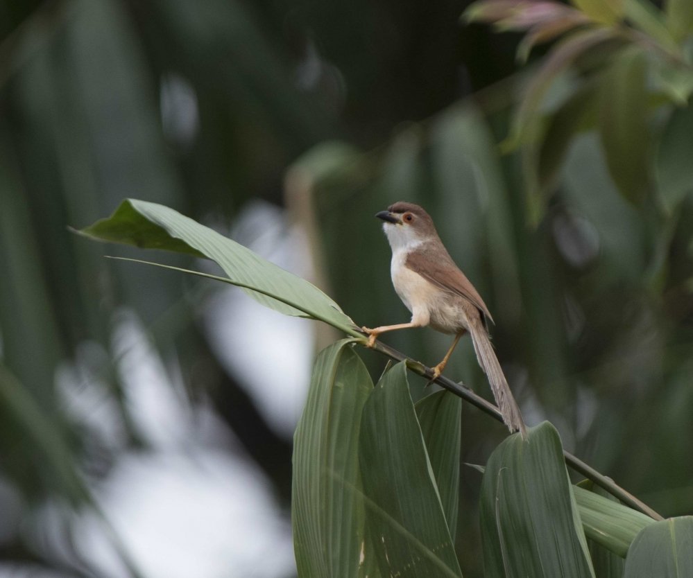 Budget Myanmar Overland Birding 15 Days